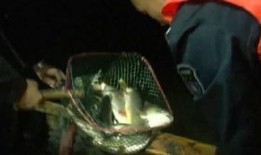 最新偷鱼爆料事件视频