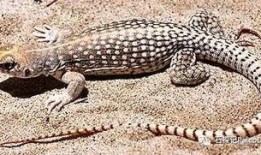 8月神奇动物爆料最新,神秘生物齐聚，奇幻世界再掀波澜