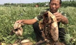 保山吃瓜最新事件爆料新闻,最新爆料揭示惊人内幕